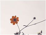 Gold Moon's Photo